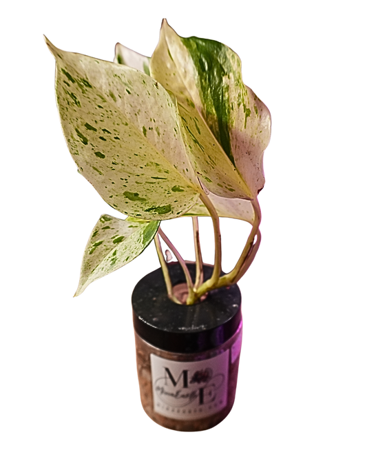 Marble Queen Pothos Hydroponic