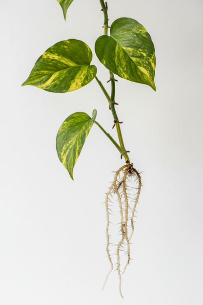 Propagated Plants for Sale