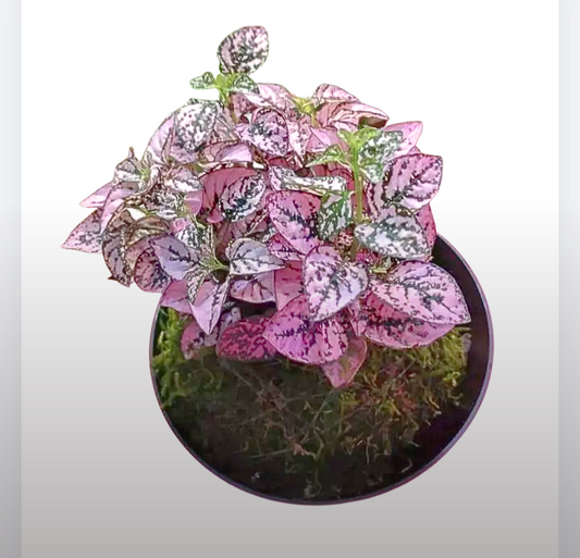 Pink Polka Dot Kokedama