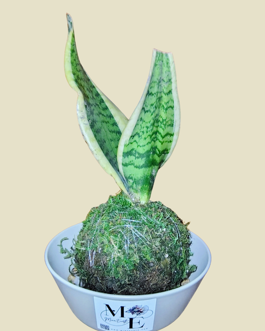 Snake Plant Kokedama