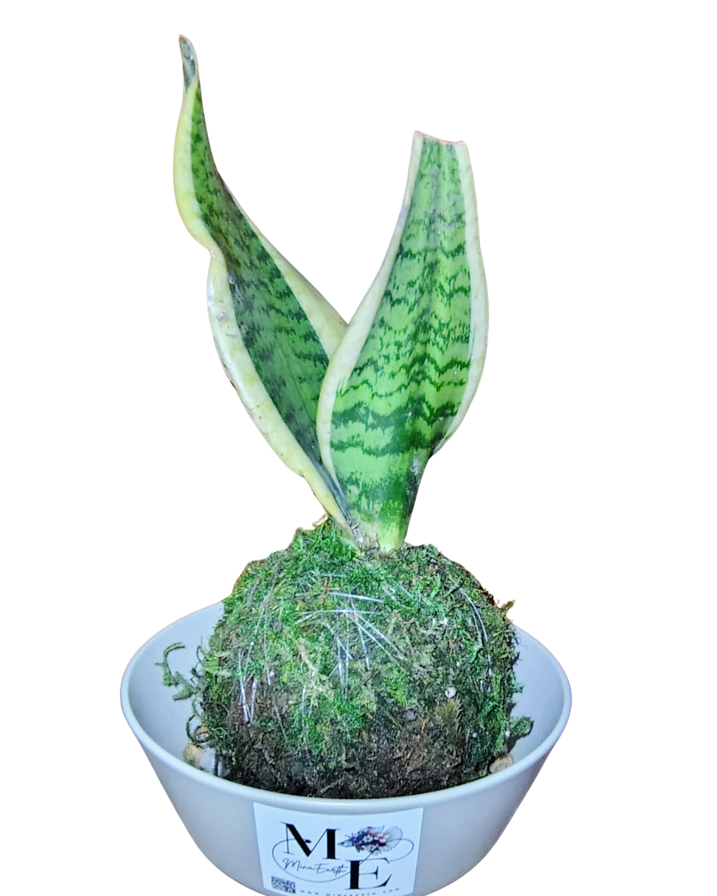 Snake Plant Kokedama