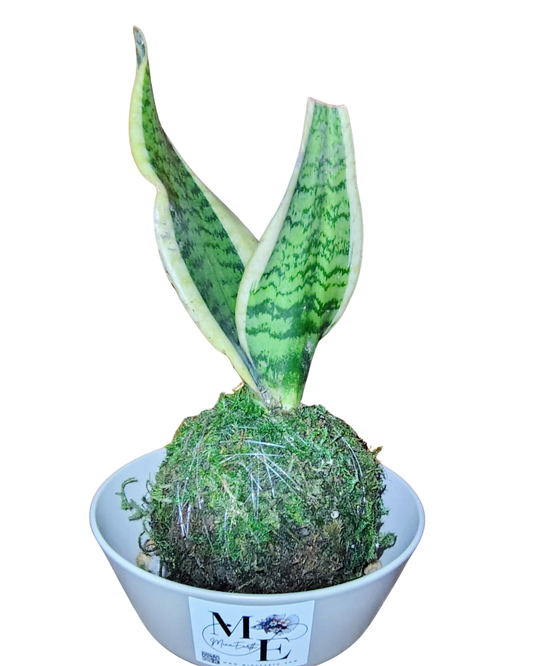 Snake Plant Kokedama
