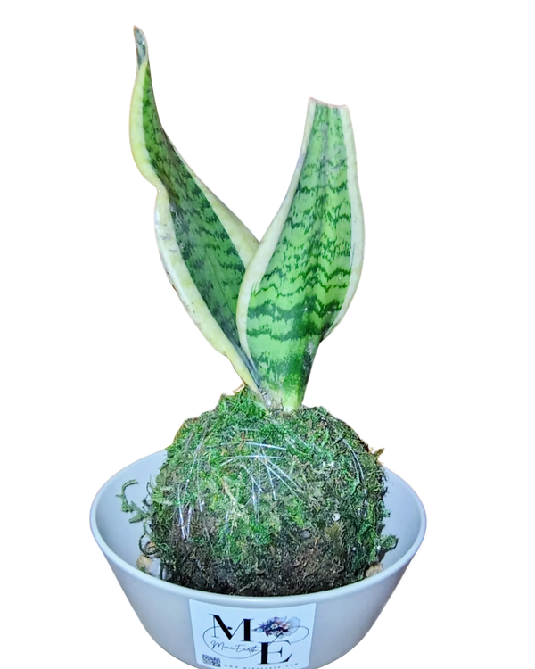 Snake Plant Kokedama