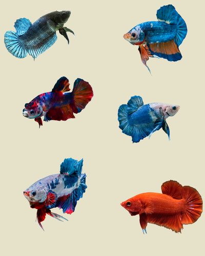 Female Betta Fish- Sorority Tank