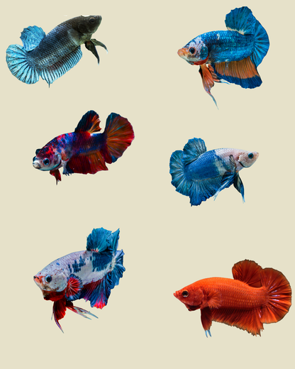 Female Betta Fish- Sorority Tank