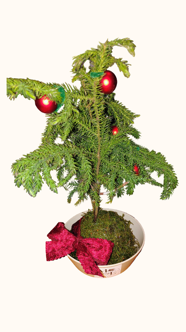 Norfolk Island Pine Kokedama